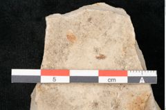 Foto (Detailansicht) von Terminalia sp. (NHMW-GEO-2024-0188-11465)